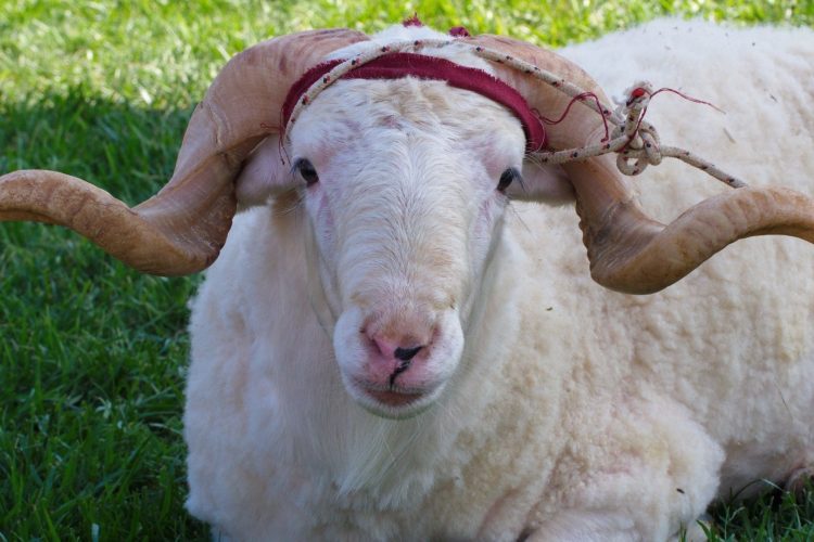 Kurban Bayramı’nda Etin Doğru Saklanması ve Paylaştırılması