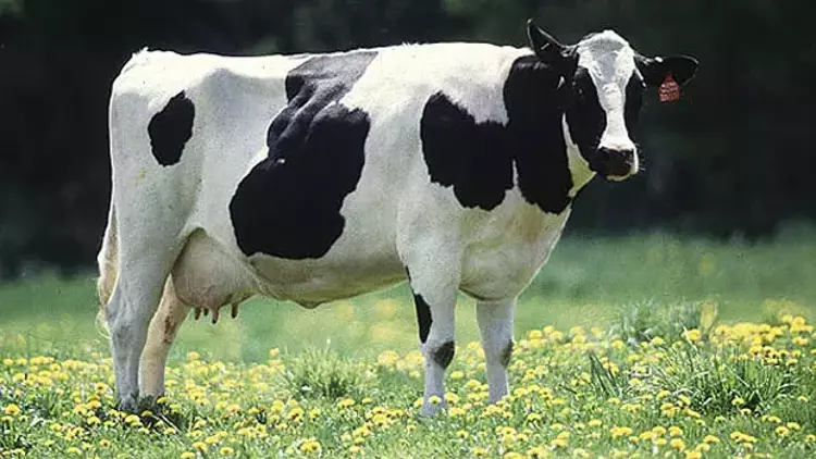 Aradığınız Kurbanlığı Bulamadınız mı?